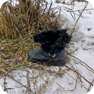 Video sticker 🌿 вошь