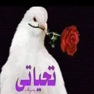 Telegram sticker 🌹 116