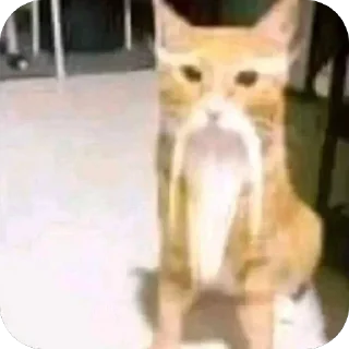 Video sticker 🙏 116