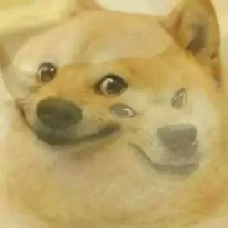 Telegram sticker 😁 🔥‼️DOGE 🐕 PACK ‼️🔥.