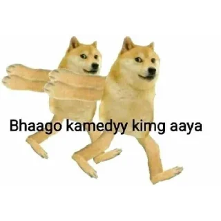 Telegram sticker 😂 🔥‼️DOGE 🐕 PACK ‼️🔥.