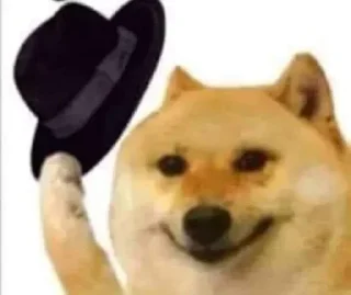 Video sticker 😱 🔥‼️DOGE 🐕 PACK ‼️🔥.