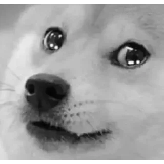 Video sticker 😰 🔥‼️DOGE 🐕 PACK ‼️🔥.