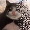 Video sticker 🥲 Cat Meme