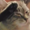 Sticker 🫡 Cat Meme