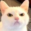 Video sticker 😒 Cat Meme