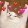 Sticker ❤️ Cat Meme