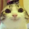 Sticker 🔥 Cat Meme