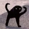 Video sticker 🤬 Cat Meme