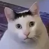 Sticker 🫣 Cat Meme