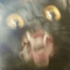 Sticker 🤬 Cat Meme