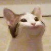 Sticker 😕 Cat Meme