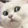 Sticker 🤨 Cat Meme