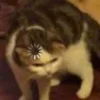 Sticker 🤯 Cat Meme