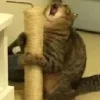 Sticker 😫 Cat Meme