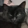 Video sticker 😒 Cat Meme