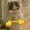 Sticker 🤗 Cat Meme