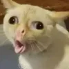 Video sticker 🌚 Cat Meme