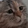 Sticker 😕 Cat Meme