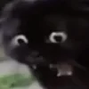 Sticker 😫 Cat Meme