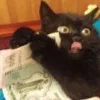 Sticker 🤑 Cat Meme