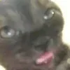 Sticker 🤪 Cat Meme