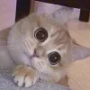 Video sticker 👀 Cat Meme