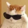 Sticker 😎 Cat Meme