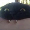 Sticker 😏 Cat Meme