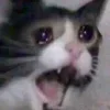 Sticker 😭 Cat Meme