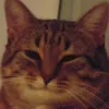 Video sticker 😏 Cat Meme