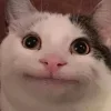 Sticker 🙃 Cat Meme