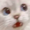 Sticker 😳 Cat Meme