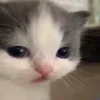 Sticker 🥲 Cat Meme