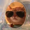 Sticker 😏 Cat Meme