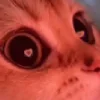 Sticker 😍 Cat Meme
