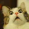 Video sticker 😳 Cat Meme