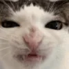 Sticker 😒 Cat Meme