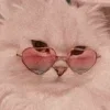 Sticker ❤️ Cat Meme