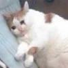 Sticker 😭 Cat Meme