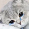 Sticker 🥲 Cat Meme