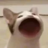 Sticker 😩 Cat Meme