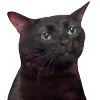Sticker 😒 Cat Meme