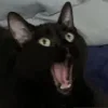 Sticker 😬 Cat Meme