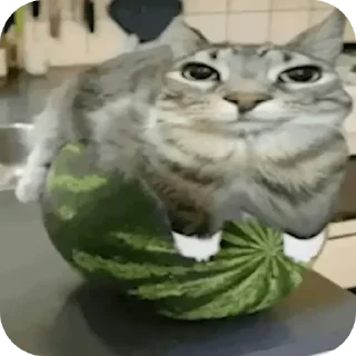 Video sticker 🐱 Больше стиков тут: @stikery4