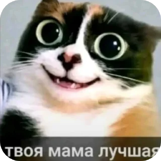 Video sticker 👍 куки @blogvitrax