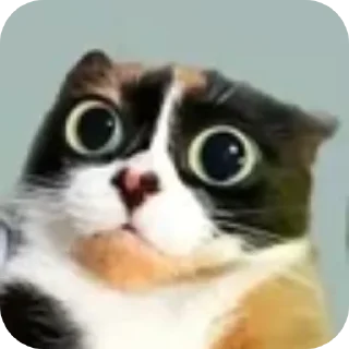 Video sticker 👍 куки @blogvitrax