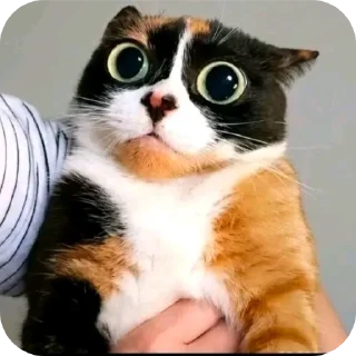 Telegram sticker 👍 куки @blogvitrax