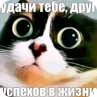 Telegram sticker ❤️ куки @blogvitrax