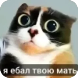 Sticker 👍 куки @blogvitrax